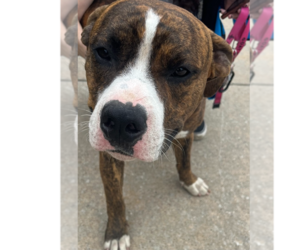 Bullboxer Pit Dogs for adoption in Bolivar, MO, USA