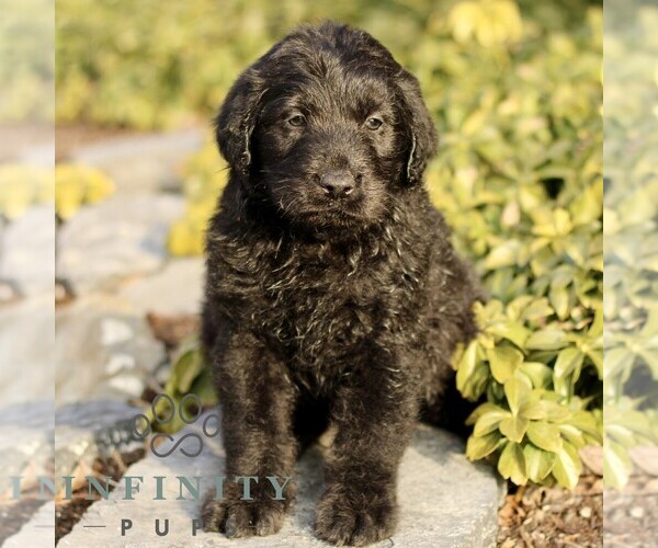 Medium Photo #2 Labradoodle Puppy For Sale in RONKS, PA, USA
