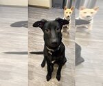 Small #3 Mutt