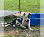 Small #6 American Pit Bull Terrier Mix