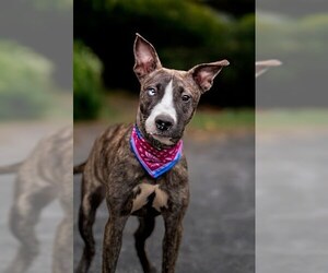 ASTRID - Female Siberian Husky-Whippet Mix Dog for Adoption - Photo #3