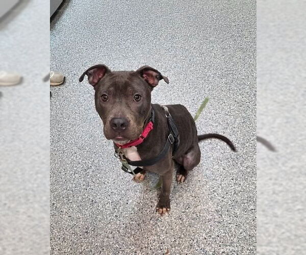 Medium Photo #2 American Staffordshire Terrier Puppy For Sale in Sayreville, NJ, NJ, USA