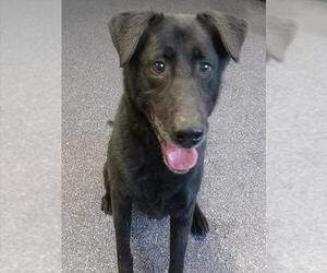 Labrador Retriever-Unknown Mix Dogs for adoption in Anchorage, AK, USA
