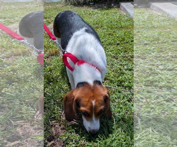 Medium Photo #12 Beagle Puppy For Sale in Dunnellon, FL, USA