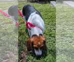 Small #11 Beagle