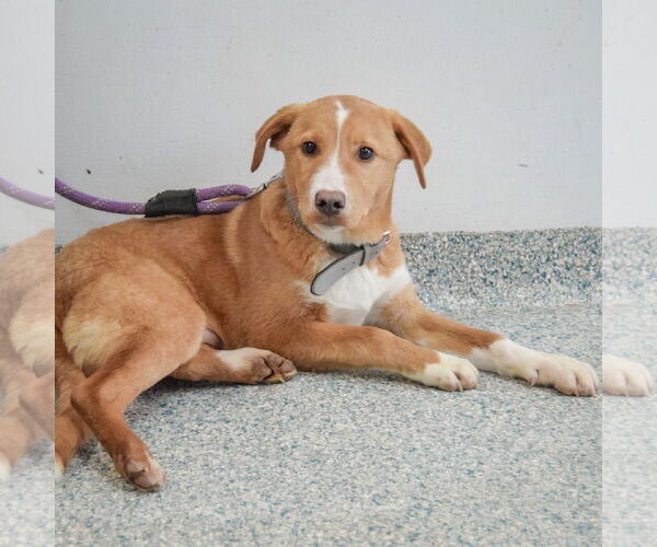 Medium Photo #4 Borador Puppy For Sale in Huntley, IL, USA