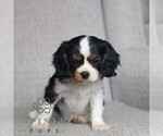 Small #2 Cavalier King Charles Spaniel