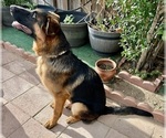 Puppy Mr White German Shepherd Dog