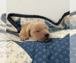 Small #2 Golden Retriever