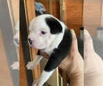 Small Boston Terrier