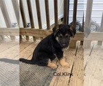 Puppy Puppy 3 German Shepherd Dog
