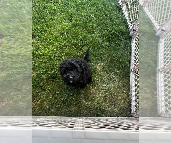 Medium Photo #3 Cavapoo (Miniature) Puppy For Sale in MEDFORD, OR, USA