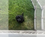 Small #2 Cavapoo (Miniature)