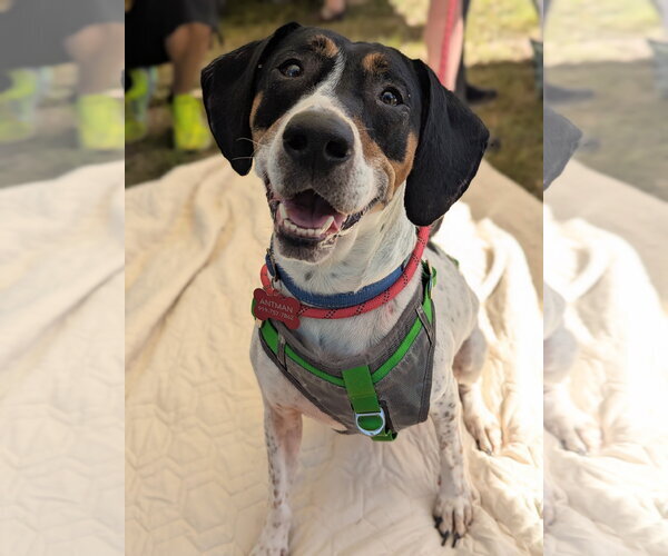 Medium Photo #6 American Foxhound-Beagle Mix Puppy For Sale in Holly Springs, NC, USA