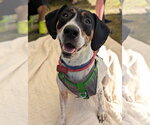 Small #5 American Foxhound-Beagle Mix