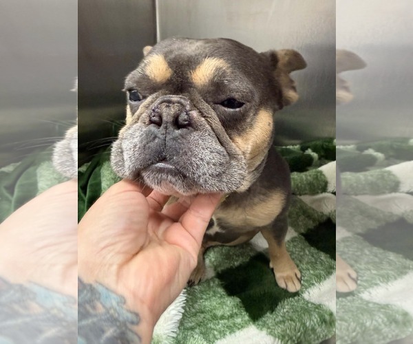 Medium Photo #2 French Bulldog Puppy For Sale in Mount Pleasant, SC, USA