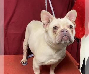 French Bulldog Dogs for adoption in Modesto, CA, USA