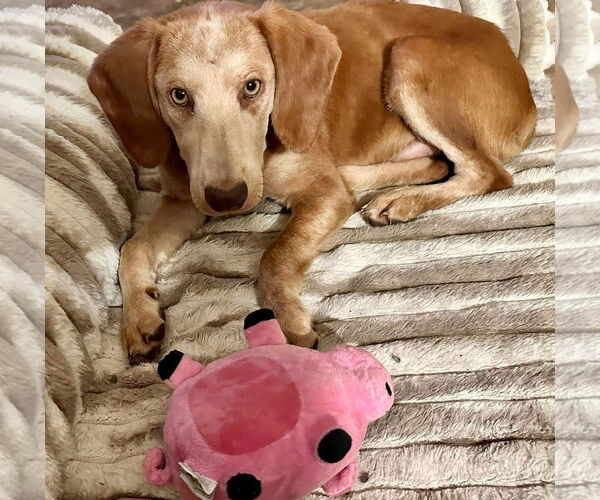 Medium Photo #8 Mutt Puppy For Sale in Myrtle Beach, SC, USA