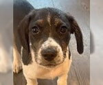 Small Photo #4 Border Collie-Unknown Mix Puppy For Sale in Tabernash, CO, USA