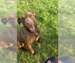 Small American Staffordshire Terrier Mix