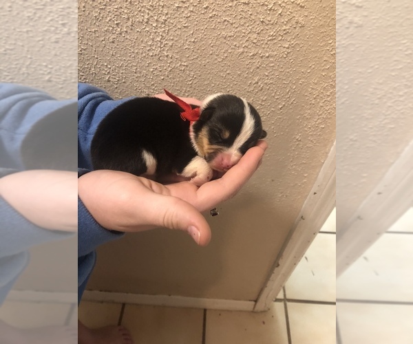 Medium Photo #11 Pembroke Welsh Corgi Puppy For Sale in RIVERVIEW, FL, USA