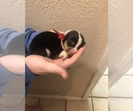 Small Photo #11 Pembroke Welsh Corgi Puppy For Sale in RIVERVIEW, FL, USA