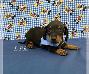 Dachshund Puppy for sale in WINNSBORO, LA, USA