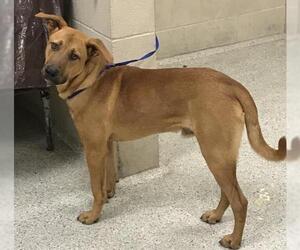 Black Mouth Cur-Labrador Retriever Mix Dogs for adoption in Conroe, TX, USA