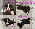 Puppy Pink Jesse American Corgi