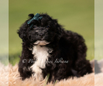 Small #4 Yorkipoo