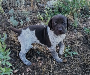 German Shorthaired Pointer Puppy for sale in WOODLAND PARK, CO, USA