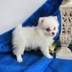 Pom-A-Poo Puppy for sale in LE MARS, IA, USA