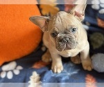 Small #1 French Bulldog