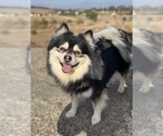 Small Photo #1 Pomsky Puppy For Sale in HOMELAND, CA, USA