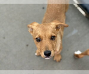 Labrador Retriever-Unknown Mix Dogs for adoption in Tulsa, OK, USA