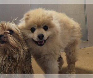 Pomeranian Dogs for adoption in Martinez, CA, USA