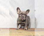Small #2 French Bulldog