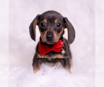 Small #1 Dachshund