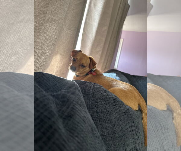 Medium Photo #8 Chihuahua-Unknown Mix Puppy For Sale in Fort Collins, CO, USA