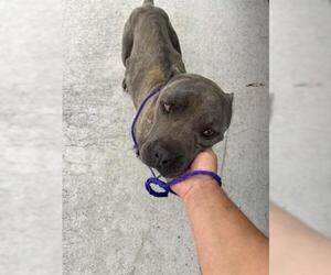 American Pit Bull Terrier-Unknown Mix Dogs for adoption in Houston, TX, USA