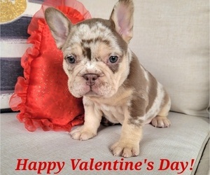 French Bulldog Puppy for sale in LAS VEGAS, NV, USA