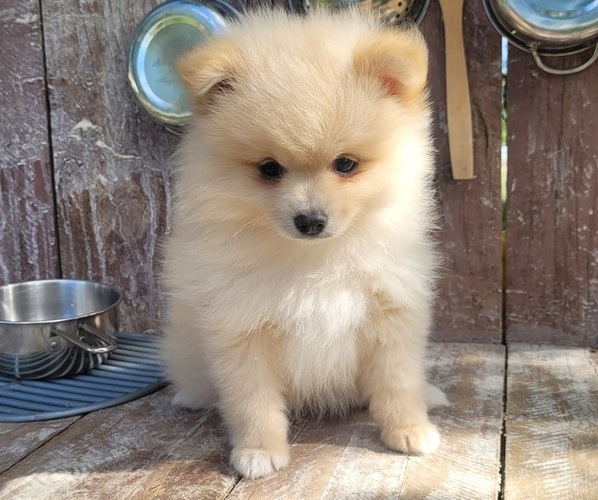 Medium Photo #6 Pomeranian Puppy For Sale in ORRVILLE, OH, USA