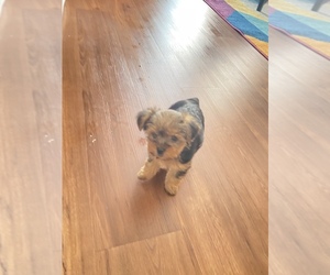 Yorkshire Terrier Puppy for sale in CHESAPEAKE, VA, USA