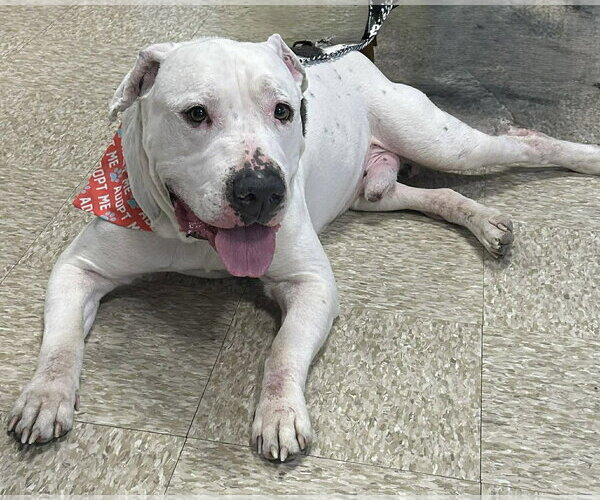 Medium Photo #7 American Pit Bull Terrier-Unknown Mix Puppy For Sale in Germantown, OH, USA