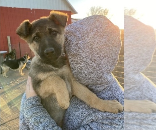 Medium Photo #1 German Shepherd Dog Puppy For Sale in ATLANTIC, IA, USA
