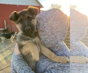 German Shepherd Dog Dog for Adoption in ATLANTIC, Iowa USA