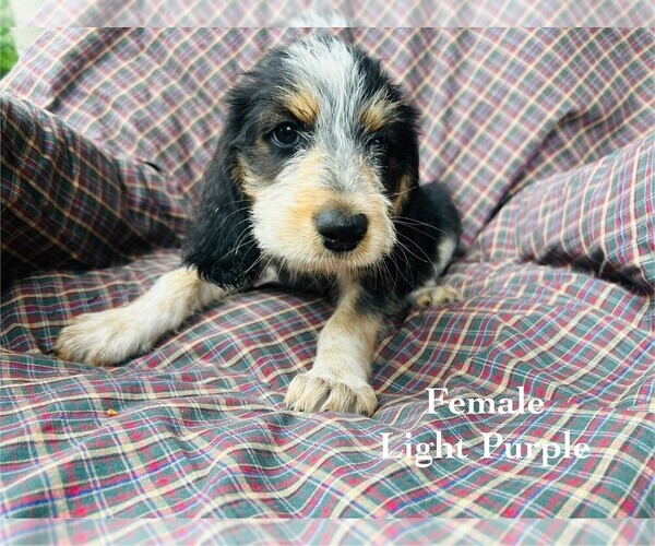 Medium Photo #46 Bernedoodle-Bluetick Coonhound Mix Puppy For Sale in RINGTOWN, PA, USA