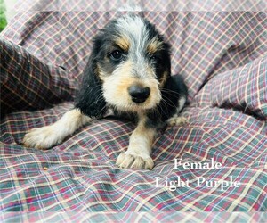 Medium Bernedoodle-Bluetick Coonhound Mix