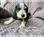 Puppy 11 Bernedoodle-Bluetick Coonhound Mix