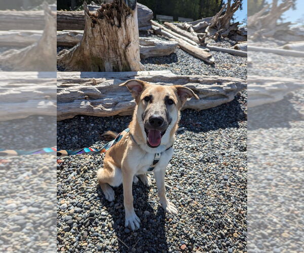 Medium Photo #6 Mutt Puppy For Sale in Bellevue, WA, USA